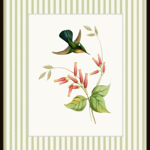 May include: A green and blue hummingbird with a long beak hovers near a branch of pink flowers with green leaves. The image is set against a white background.