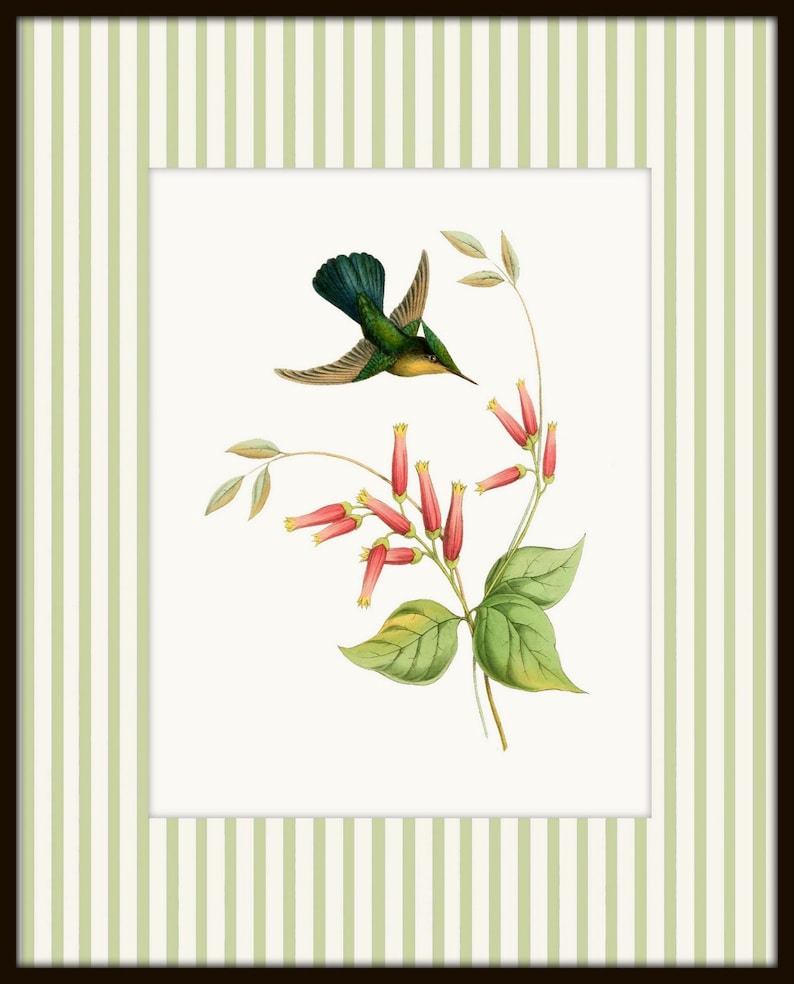 May include: A green and blue hummingbird with a long beak hovers near a branch of pink flowers with green leaves. The image is set against a white background.