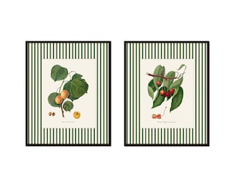 Green Striped Antique Fruit Prints, Striped Border Prints, Vintage Fruit Prints, Kitchen Art, English Cottage Art, Botancial Prints, Giclee