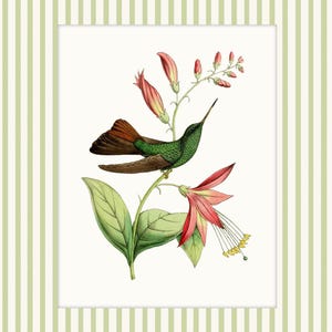 May include: A green and brown hummingbird with a red breast perches on a branch of pink flowers with yellow centres. The flowers have green leaves and are on a white background.