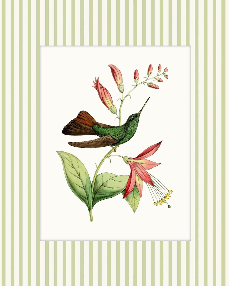May include: A green and brown hummingbird with a red breast perches on a branch of pink flowers with yellow centres. The flowers have green leaves and are on a white background.