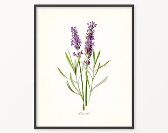 antique victorian botanical print lavender blue iris ornamental flower illustration digital download