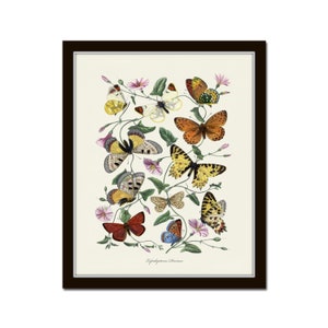 French Butterfly Print No. 1, Botanical Print, Vintage Butterfly Art, Art Print, Insect Print, Chinoiserie Art, Wall Art, Home Decor