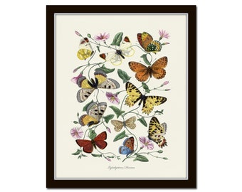 French Butterfly Print No. 1, Botanical Print, Vintage Butterfly Art, Art Print, Insect Print, Chinoiserie Art, Wall Art, Home Decor