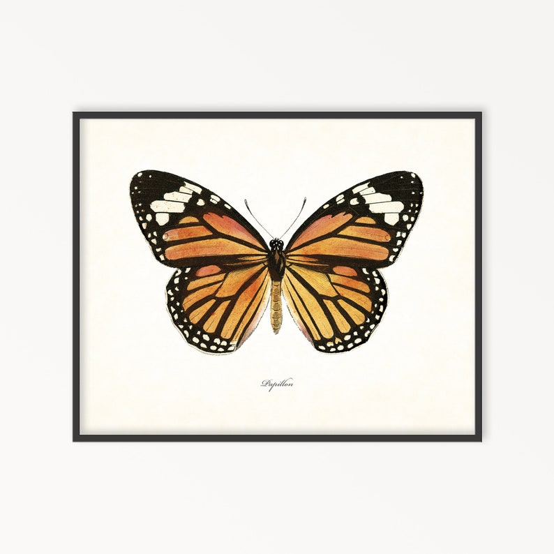 Vintage Butterfly Print No. 3 Papillon Butterfly Print Etsy