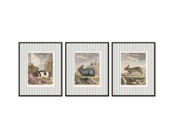 Striped French Rabbit Prints, Vintage Rabbit Art, Home Decor Wall Art, Nursery Art Decor, French Animal Art, Vintage Art, Rabbit Prints