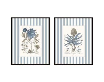 May include: Two framed prints with blue and white striped backgrounds. The prints feature botanical illustrations of blue flowers and plants. The first print has the text "Saxifraga,  Prenanthoides purpurea,  Miller" and the second print has the text "Phalaris bulbosa,  Willdenow,  Bulbonachus minor,  Persoon".