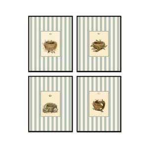 May include: Set of four framed prints featuring illustrations of bird nests on a blue and white striped background.