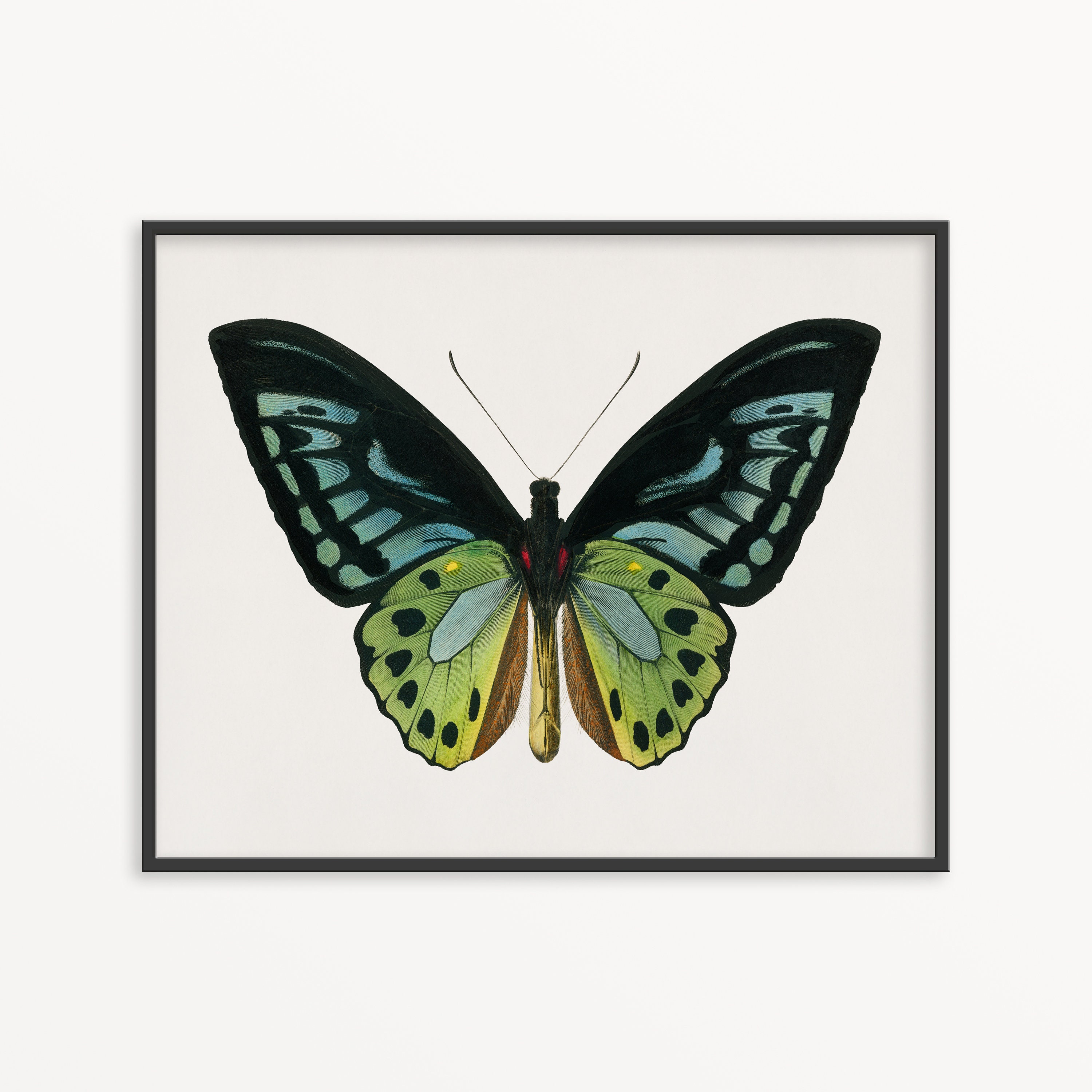 Vintage Butterfly Print Butterfly Print Insect Art Print - Etsy