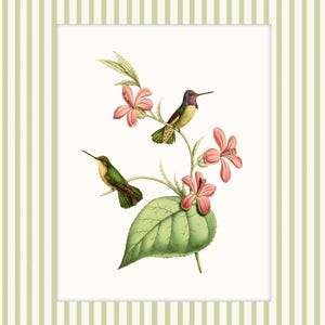 May include: Two green and yellow hummingbirds with black beaks and pink feet are perched on a branch with pink flowers and a green leaf. The background is a white striped pattern.
