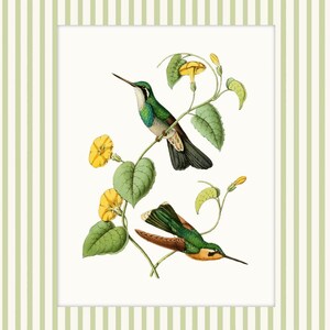 May include: Two green and brown hummingbirds perched on a vine with yellow flowers. The birds are facing different directions. The background is white.