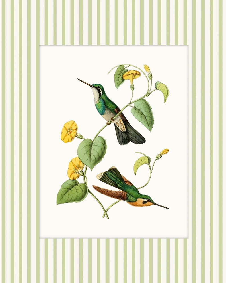 May include: Two green and brown hummingbirds perched on a vine with yellow flowers. The birds are facing different directions. The background is white.