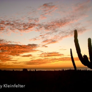 Puede incluir: Silueta de una planta de cactus contra un cielo de puesta de sol naranja y rosa vibrante. El cielo está lleno de nubes esponjosas, creando un telón de fondo dramático para la escena del desierto.