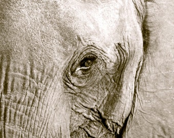 Elephant Eye // Botswana, Africa