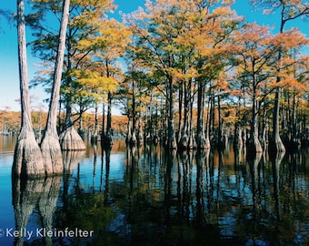 Cypress Grove Two // George L Smith State Park, GA