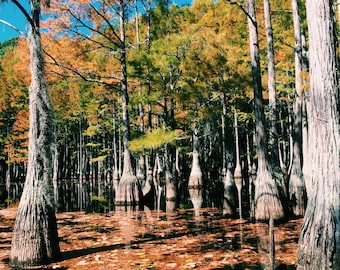 Cypress Grove // George L Smith State Park, GA