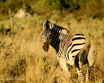 Lonely Zebra // Botswana, Africa
