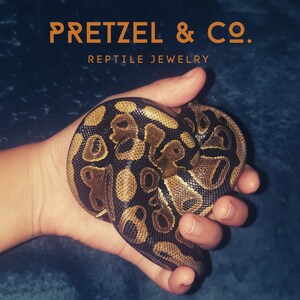 Puede incluir: Una mano sosteniendo una serpiente marr&oacute;n y negra con un patr&oacute;n de manchas marrones oscuras y negras. La serpiente est&aacute; enroscada en la mano. El texto "PRETZEL & CO. REPTILE JEWELRY" est&aacute; en la parte superior de la imagen.