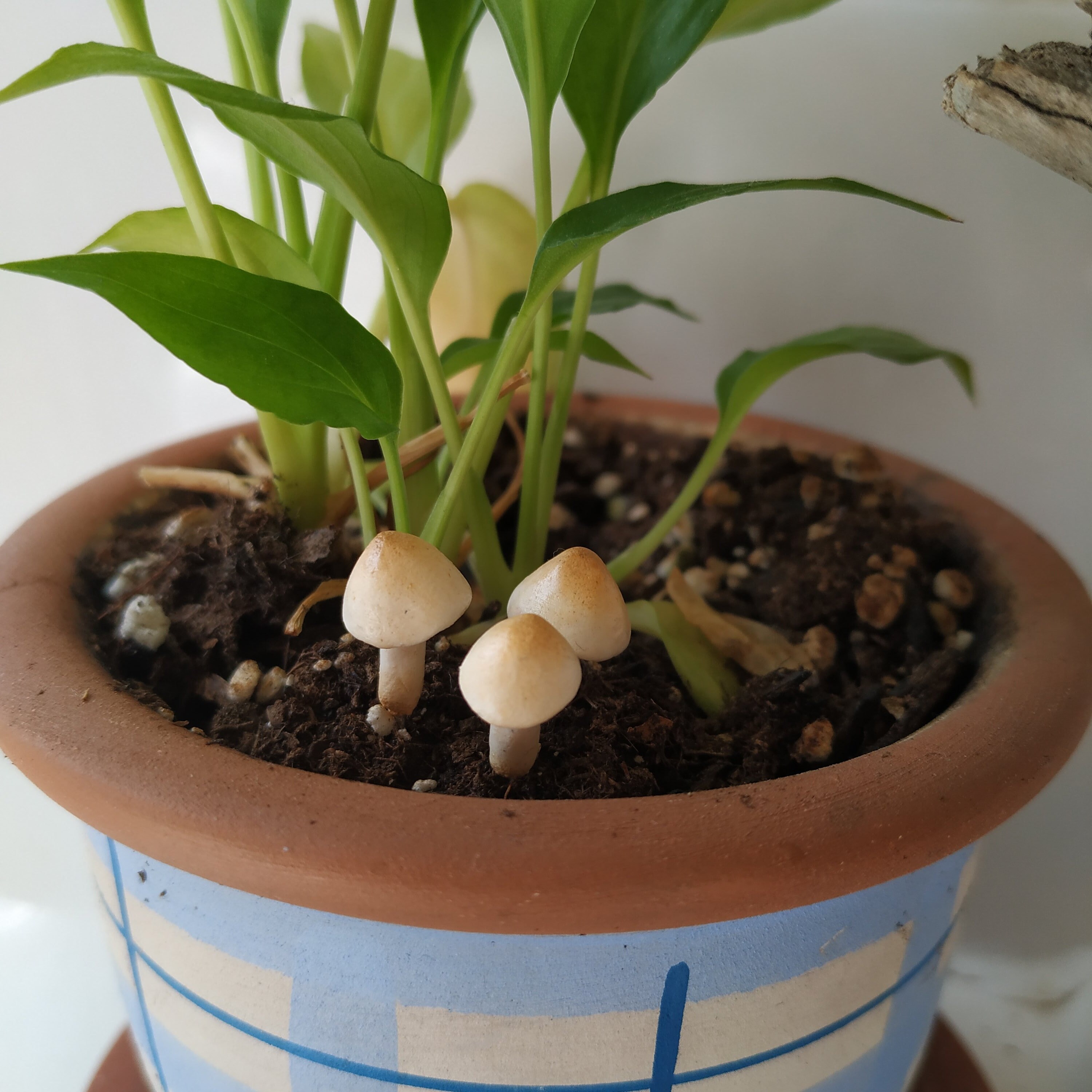 All 94+ Images Brown Mushroom Growing In Potted Plant Updated