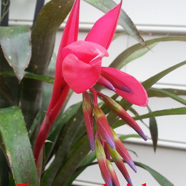 Bromeliad Queens Tears Large Blooming Sized Rooted Plant