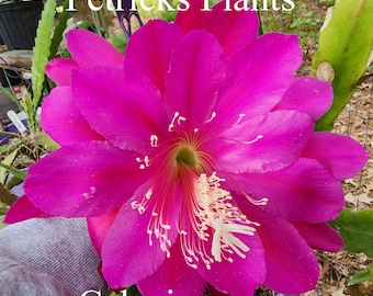 Epiphyllum Orchid Cactus Calexico Rooted Plant