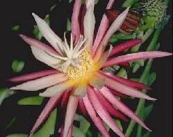 Epiphyllum Orchid Cactus "C. Anthonyanus Rooted Plant