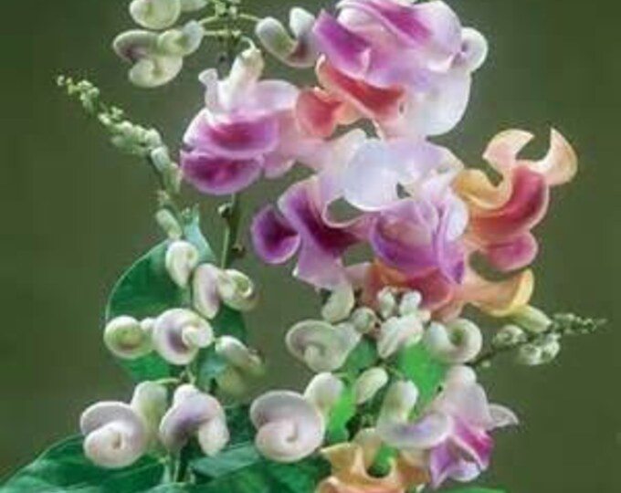 Climbing Shell Vine vigna Caracalla Corkscrew Vine 6 Seeds Etsy