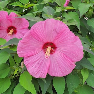 Berry Awesome Hibiscus Large Bloomer (30) PLUS Seeds