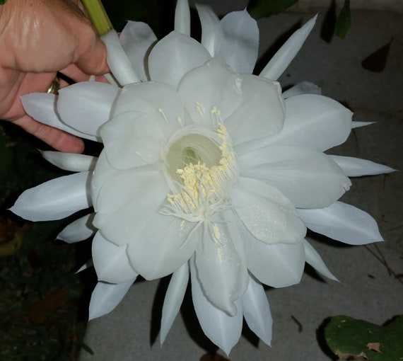 12 CUTTINGS ~Hookeri Strictum~ Epiphyllum Orchid Cactus Succulents White Flower