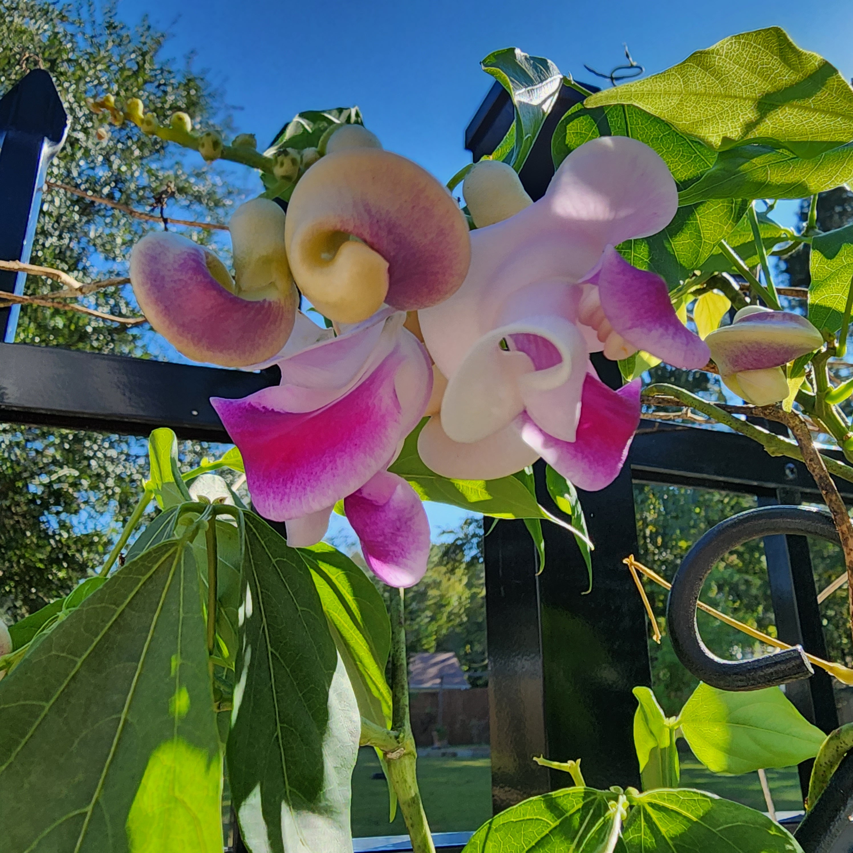 Climbing Shell Vine Seeds: Fragrant Corkscrew, Vigna Caracalla (5 Seeds -  Etsy