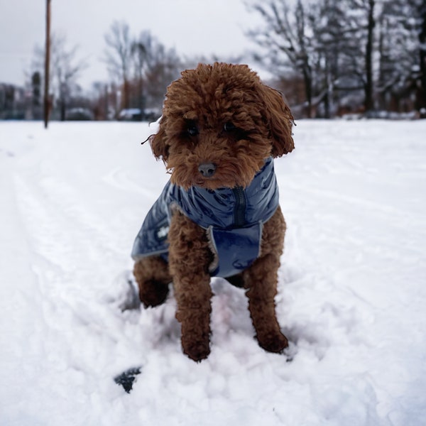 Hundewinterjacke SNOW - blau