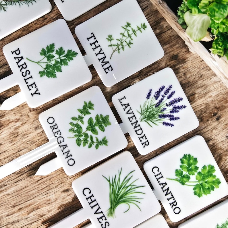 May include: White square plant markers with black text and illustrations of herbs. The markers include the names: Parsley, Thyme, Lavender, Oregano, Chives, and Cilantro.