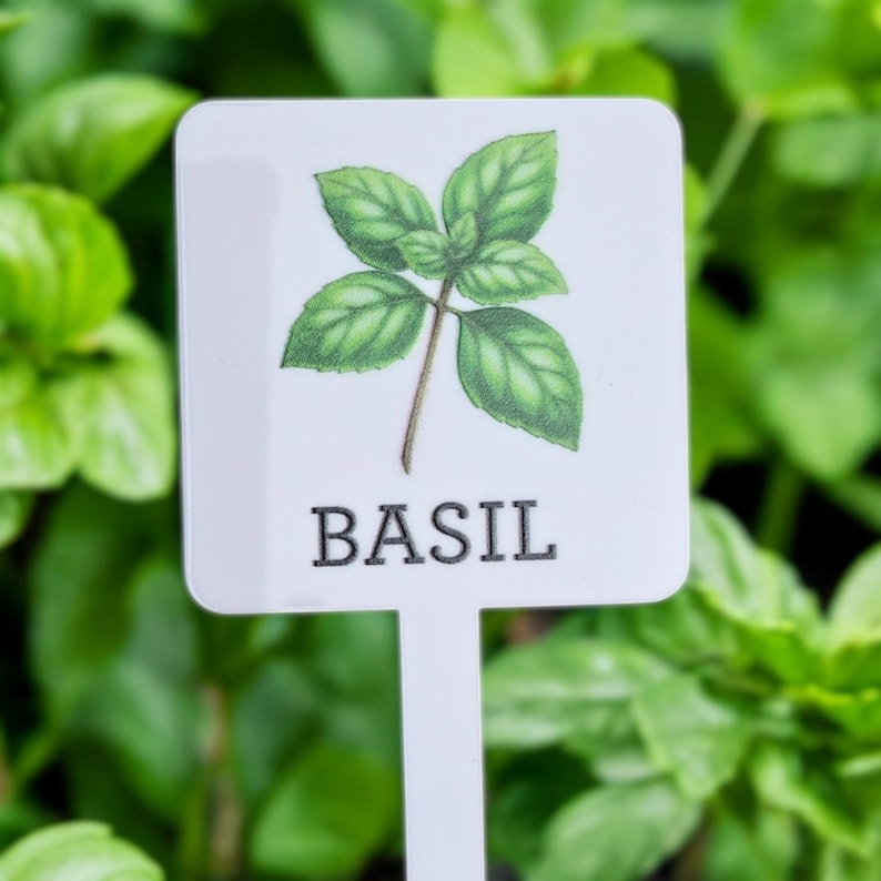 May include: White plastic plant marker with a green basil leaf illustration and the word "BASIL" printed in black.