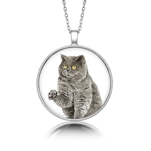 Gatto British Short Hair con medaglione rotondo