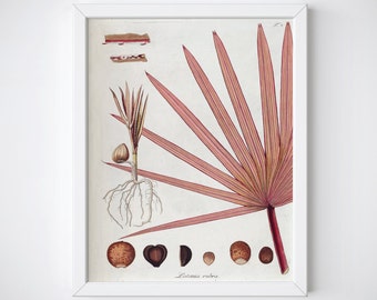 Può includere: Stampa botanica incorniciata con un'illustrazione dettagliata di una palma, che mostra foglie, radici e semi. L'opera d'arte è prevalentemente nei toni del rosa e del marrone, con il nome scientifico "Latania rubra" in basso.