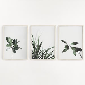 Plant prints - Set of 3 prints - botanical art prints - home decor - farm decor - botanical prints - green wall art - minimalist prints