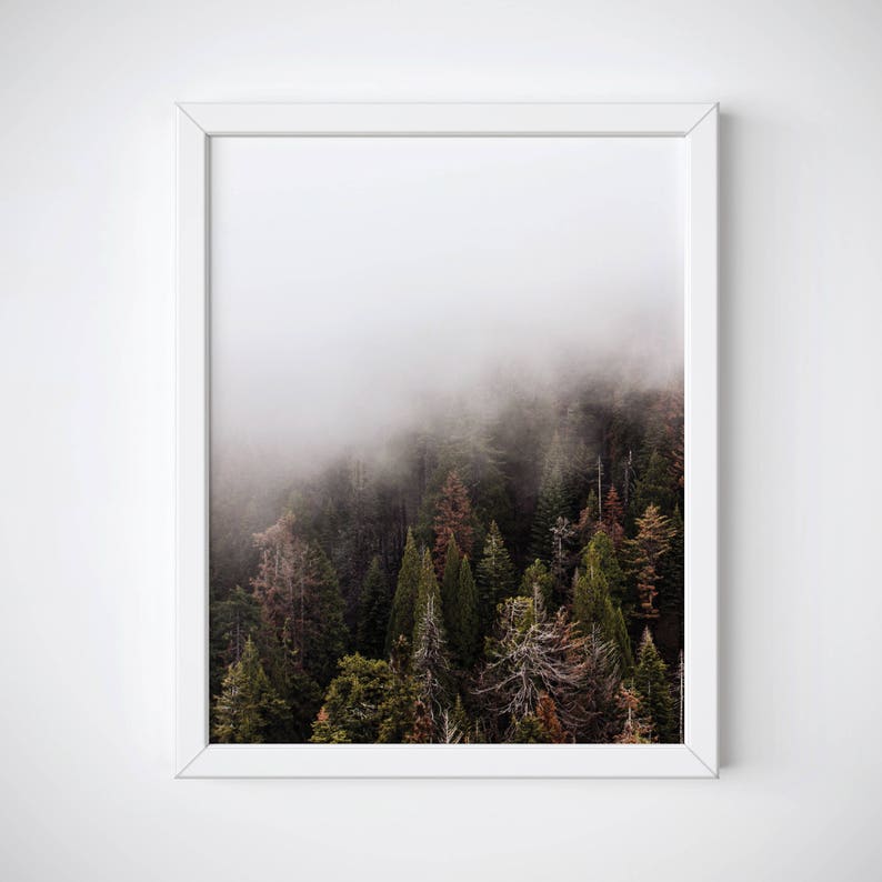 Pu&ograve; includere: Una stampa incorniciata raffigurante una foresta nebbiosa. L'immagine mostra una variet&agrave; di alberi sempreverdi in tonalit&agrave; verdi e marroni, con la parte superiore degli alberi oscurata da una fitta nebbia. La cornice &egrave; bianca.