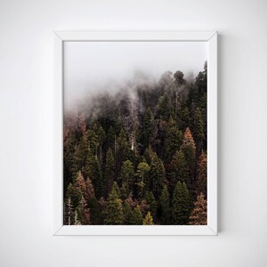 Pu&ograve; includere: Stampa incorniciata raffigurante una fitta foresta di sempreverdi nella nebbia. Gli alberi mostrano varie tonalit&agrave; di verde e marrone, con la nebbia che oscura parzialmente la parte superiore. La stampa &egrave; in una cornice bianca.