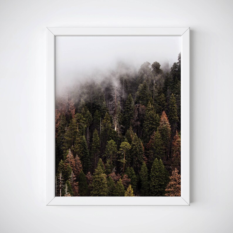 Pu&ograve; includere: Stampa incorniciata raffigurante una fitta foresta di sempreverdi nella nebbia. Gli alberi mostrano varie tonalit&agrave; di verde e marrone, con la nebbia che oscura parzialmente la parte superiore. La stampa &egrave; in una cornice bianca.