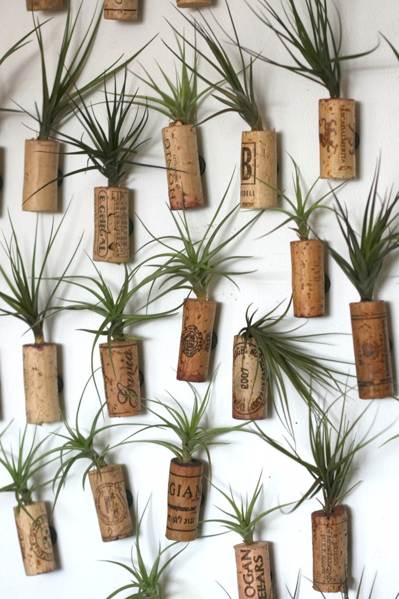 150 Tillandsia Air Plant Cork for Wedding and Party Etsy