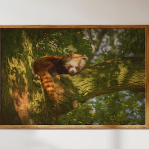 Schattige rode pandaslaap in het bos; Dierlijk natuurlandschap: moderne muurkunst in aquarelstijl + digitale download decor om af te drukken/vrienden cadeau te doen