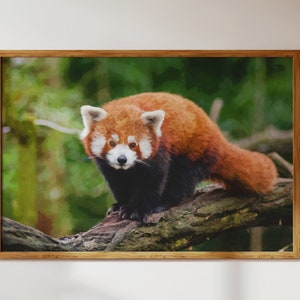 Leuke rode panda op een bosboom; Dierlijk natuurlandschap: moderne muurkunst in aquarelstijl + digitale download decor om af te drukken/vrienden cadeau te doen