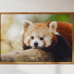 Leuke rode panda die in het bos rust; Dierlijk natuurlandschap: moderne muurkunst in aquarelstijl + digitale download decor om af te drukken/vrienden cadeau te doen