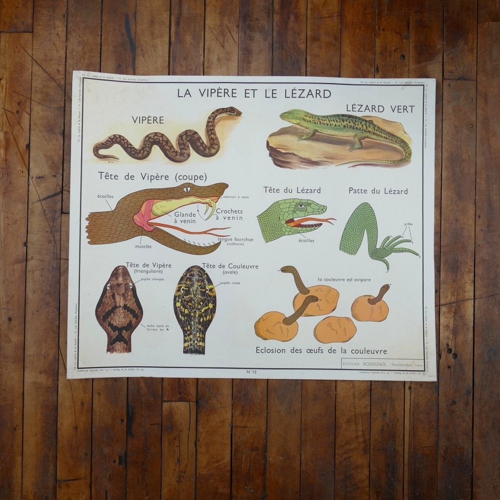 Vintage French School Poster The Viper And Lizard Familles