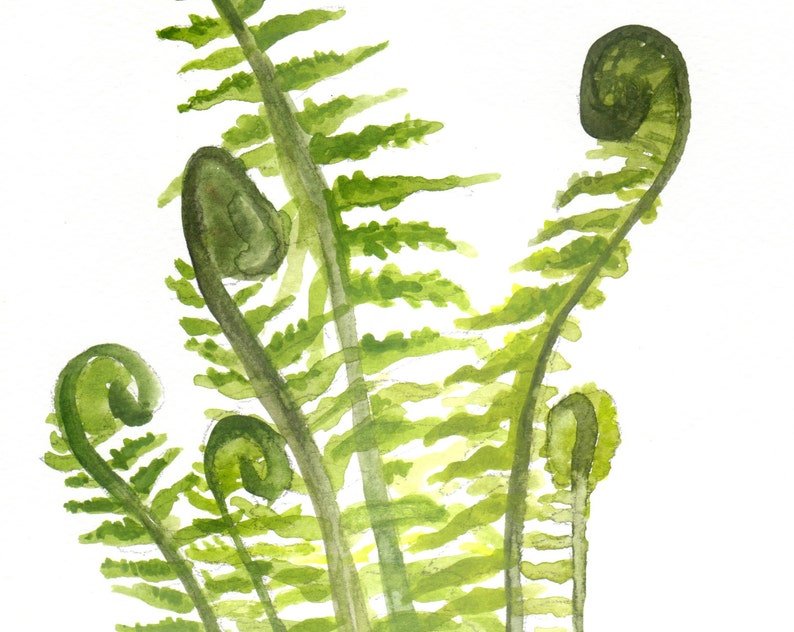 Fern Watercolor Art Print Botanical Print Nature Leaf Art - Etsy