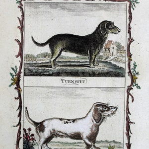 Antique Book Plate of Two Dogs-Clinker the Half Breed Dog /& a Terrier Bitch