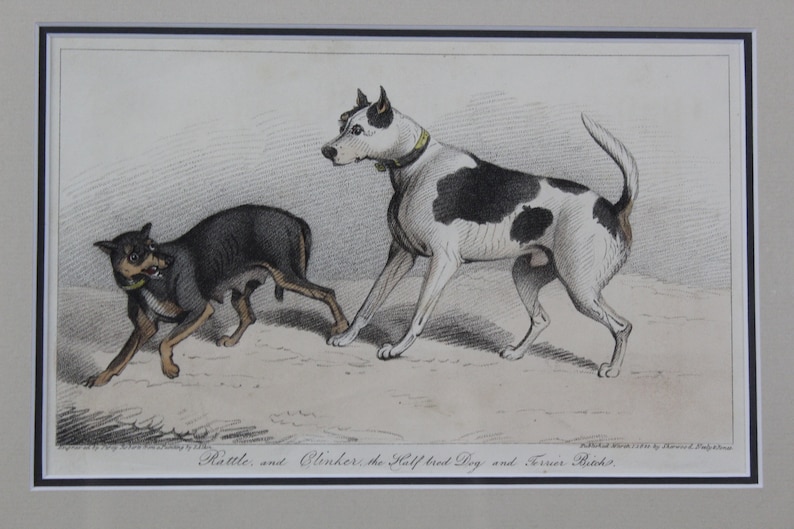 Antique Book Plate of Two Dogs-Clinker the Half Breed Dog /& a Terrier Bitch