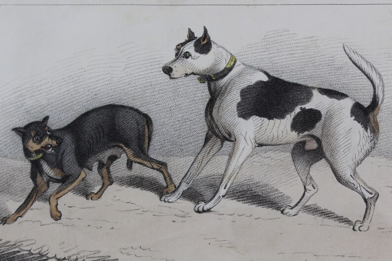 Antique Book Plate of Two Dogs-Clinker the Half Breed Dog /& a Terrier Bitch