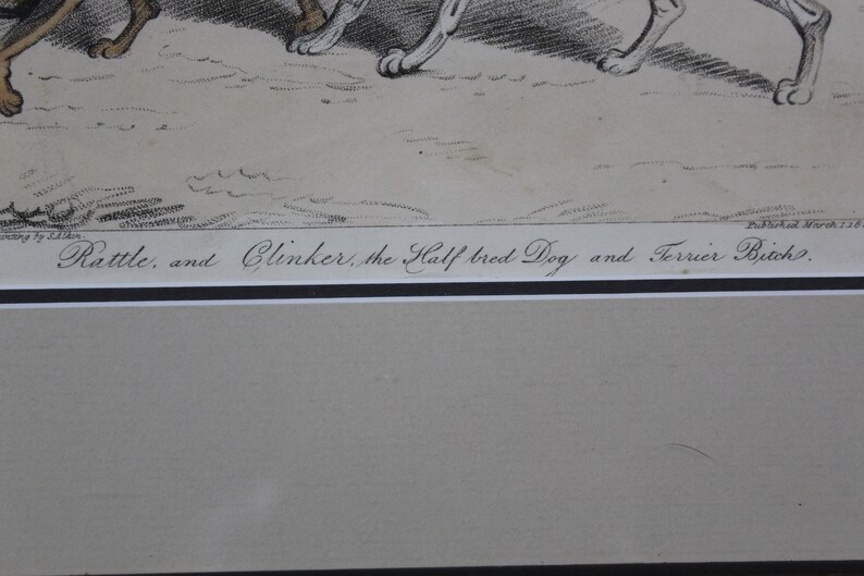 Antique Book Plate of Two Dogs-Clinker the Half Breed Dog /& a Terrier Bitch