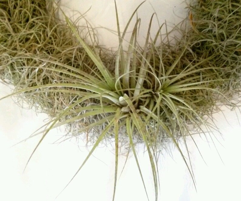 Beautiful Live Spanish Moss and Tillandsia Air Plant Wreath Etsy